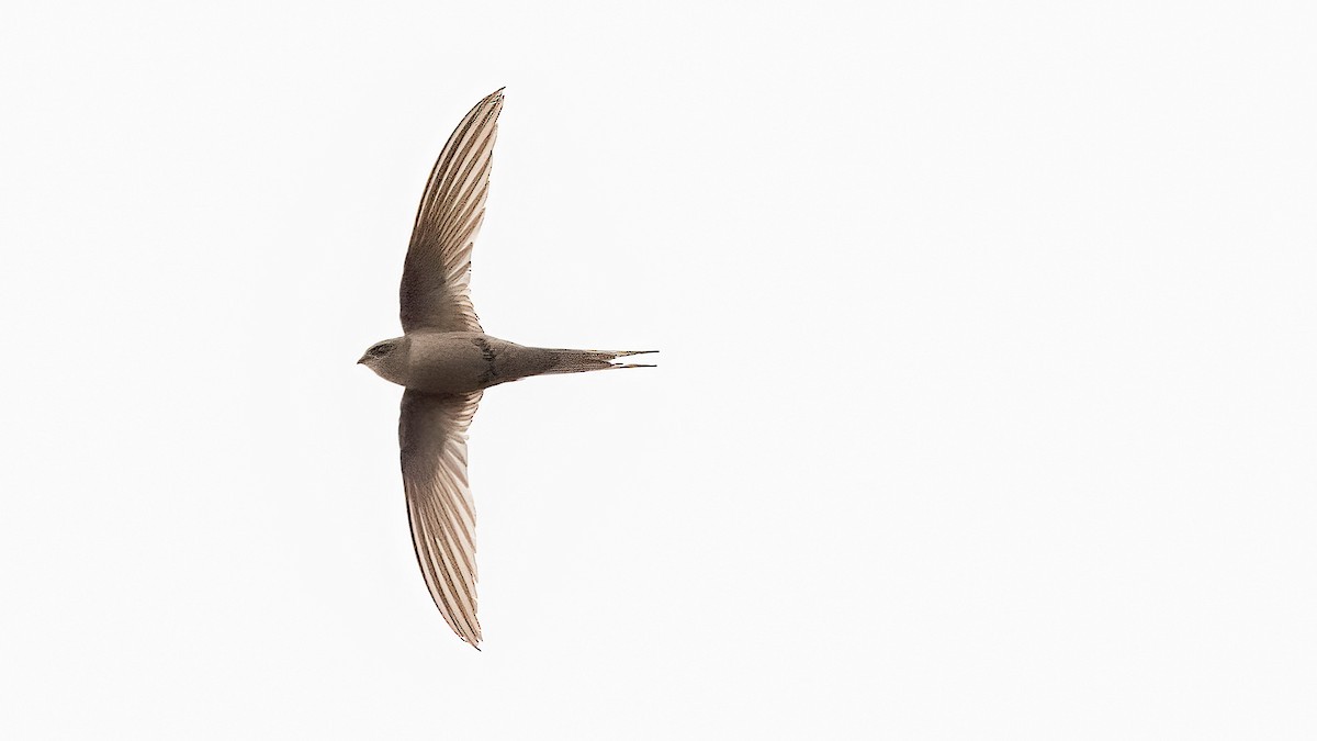 African Palm Swift - ML513420821