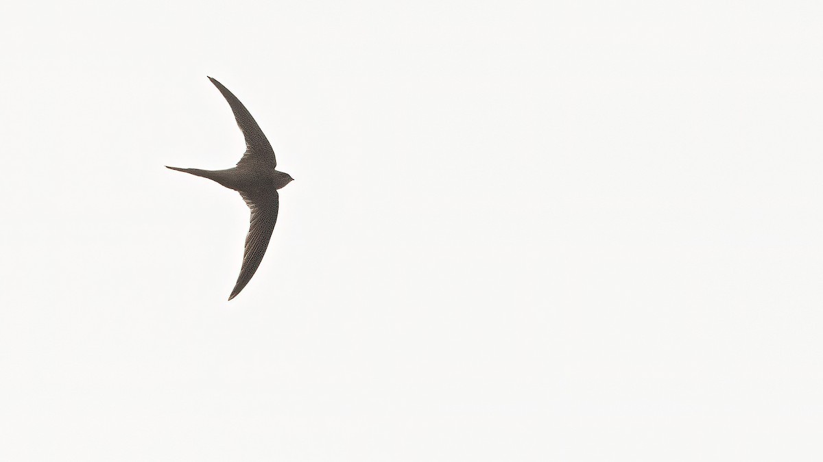 African Palm Swift - ML513420831