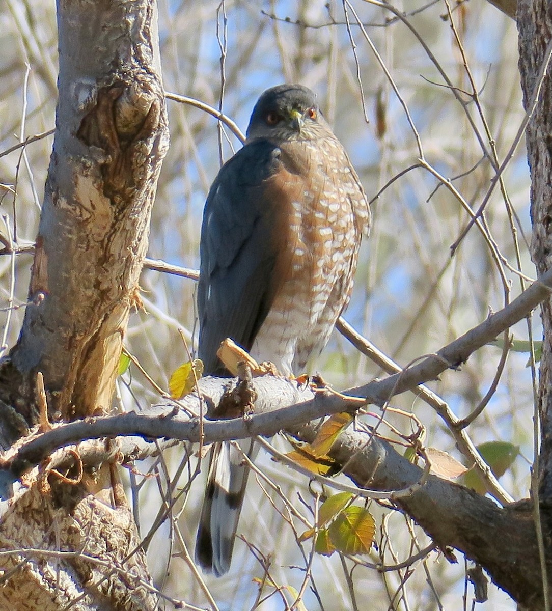 Sharp-shinned Hawk - ML513421131