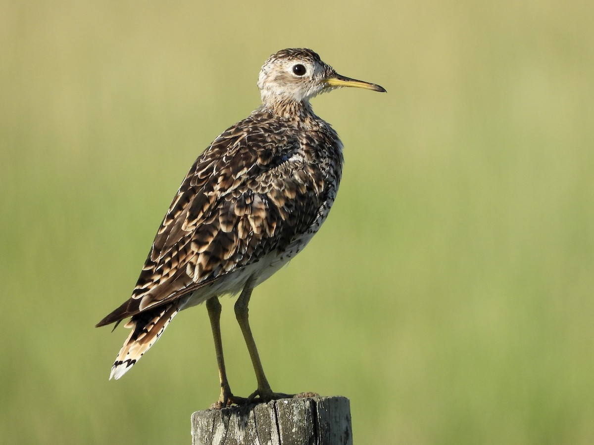 Upland Sandpiper - ML513421511