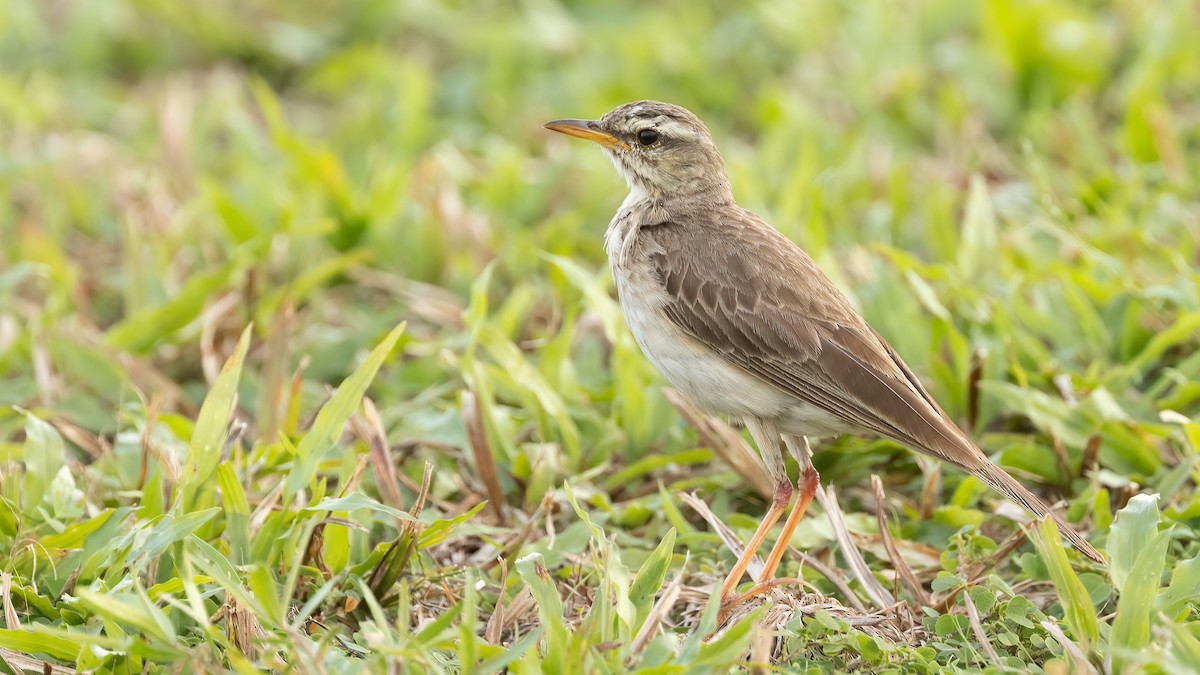 Long-legged Pipit - ML513422861