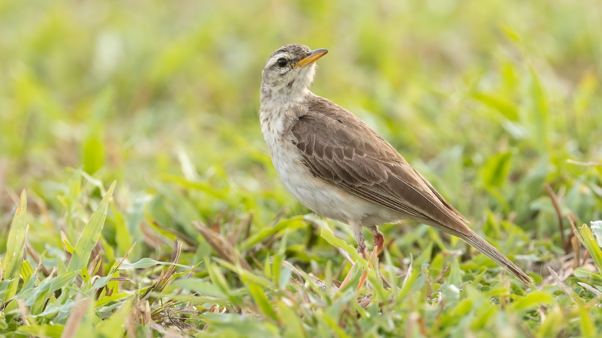 Pipit à longues pattes - ML513422981