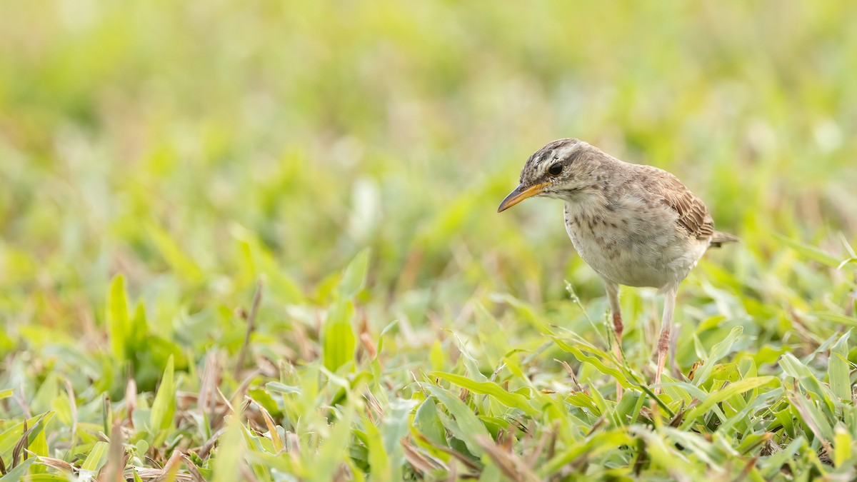 Long-legged Pipit - Robert Tizard