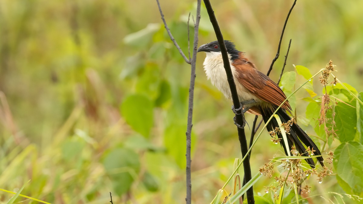 Senegal Coucal - Robert Tizard