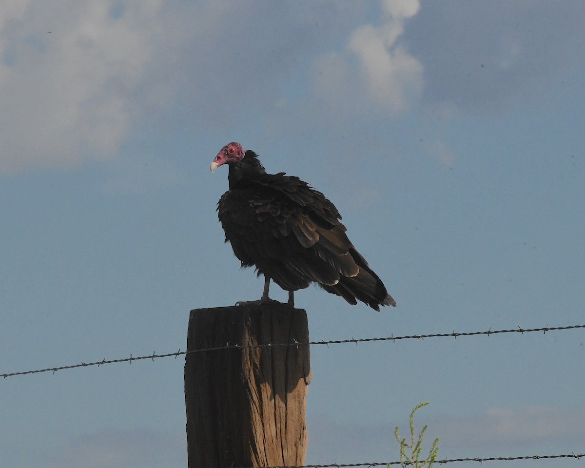 Turkey Vulture - ML513424931