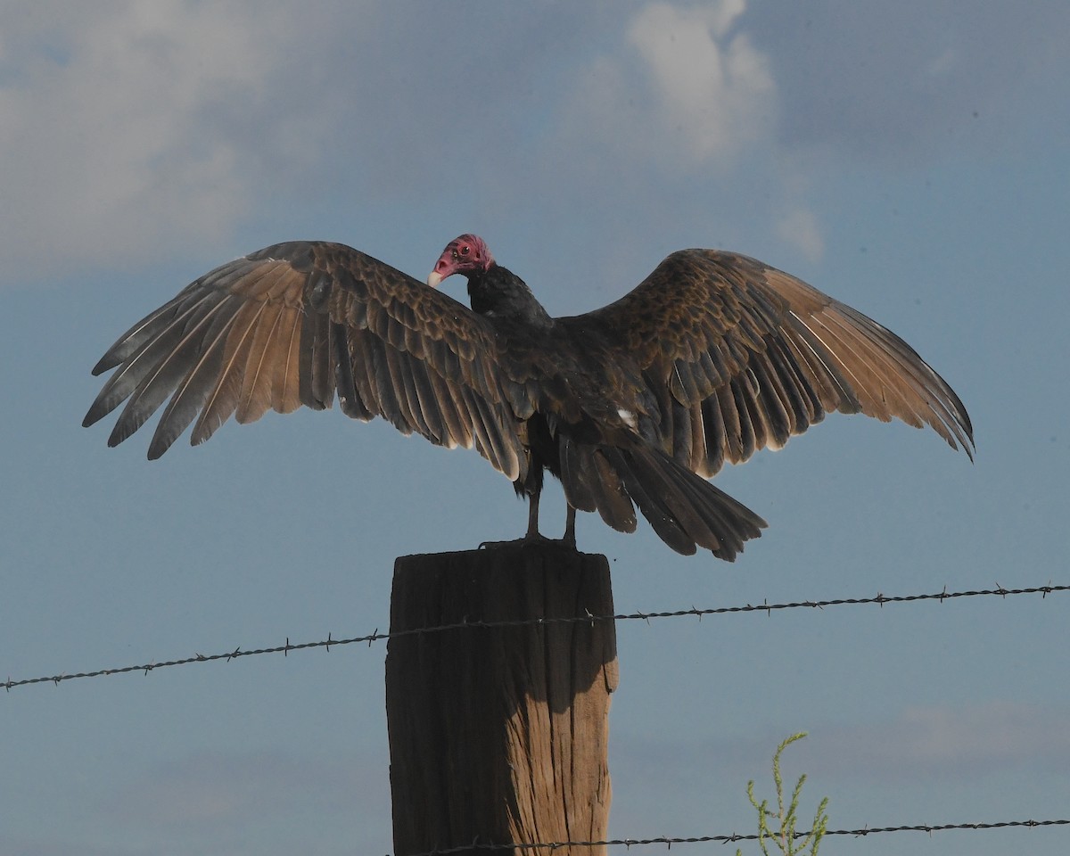 Turkey Vulture - ML513424941