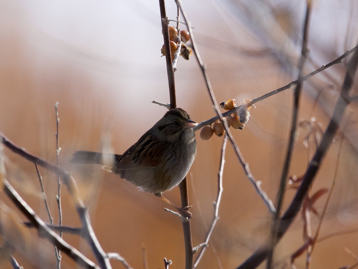 Swamp Sparrow - ML513424961