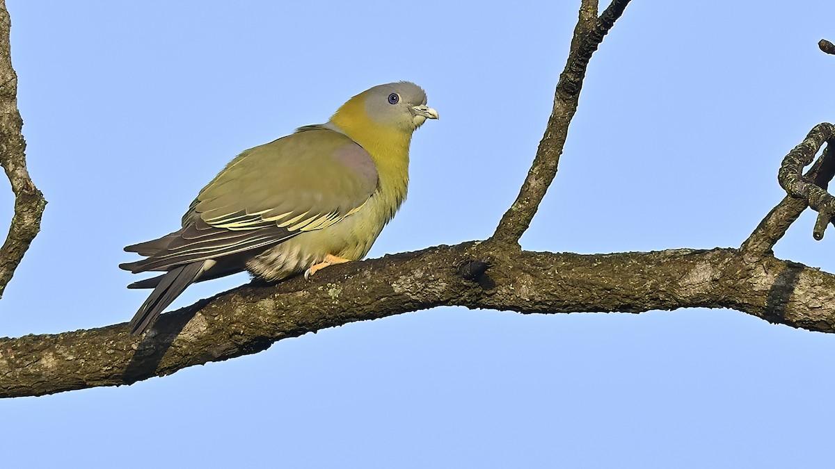 Yellow-footed Green-Pigeon - ML513426041