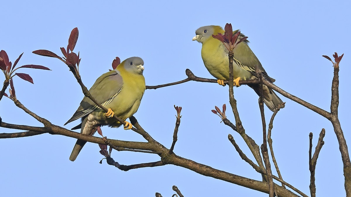 Yellow-footed Green-Pigeon - ML513426091