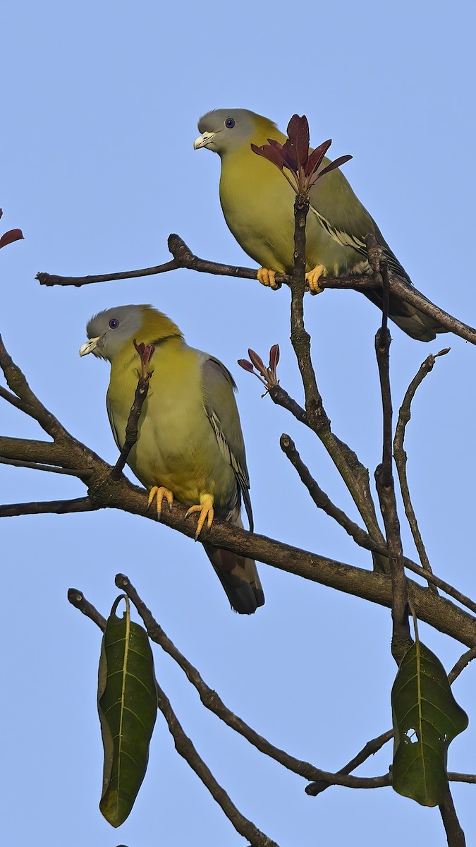 Yellow-footed Green-Pigeon - ML513426191