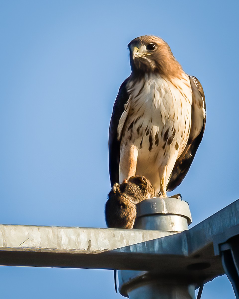Red-tailed Hawk - ML513426201