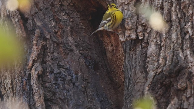 Townsend's Warbler - ML513426511