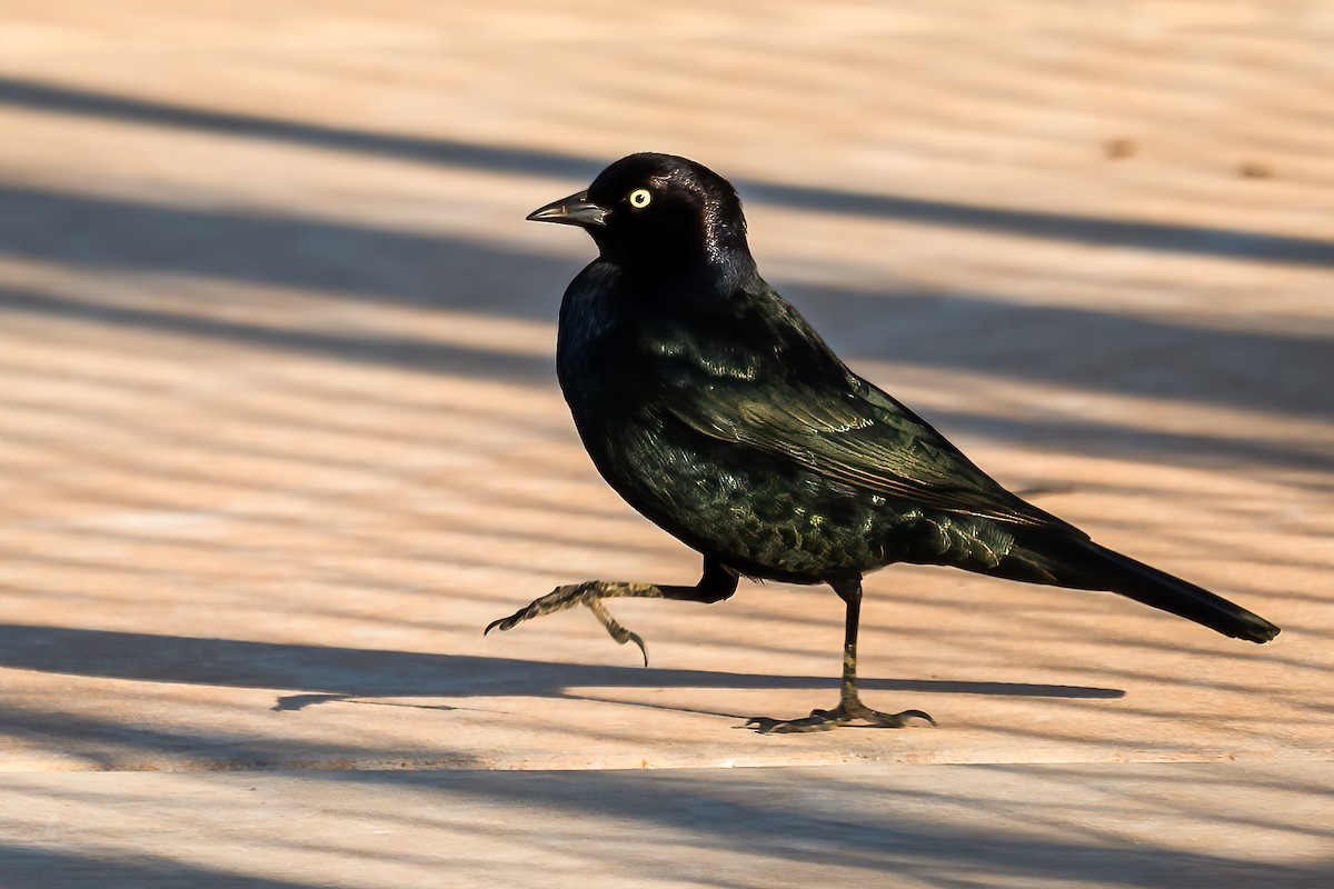 Brewer's Blackbird - ML513426611