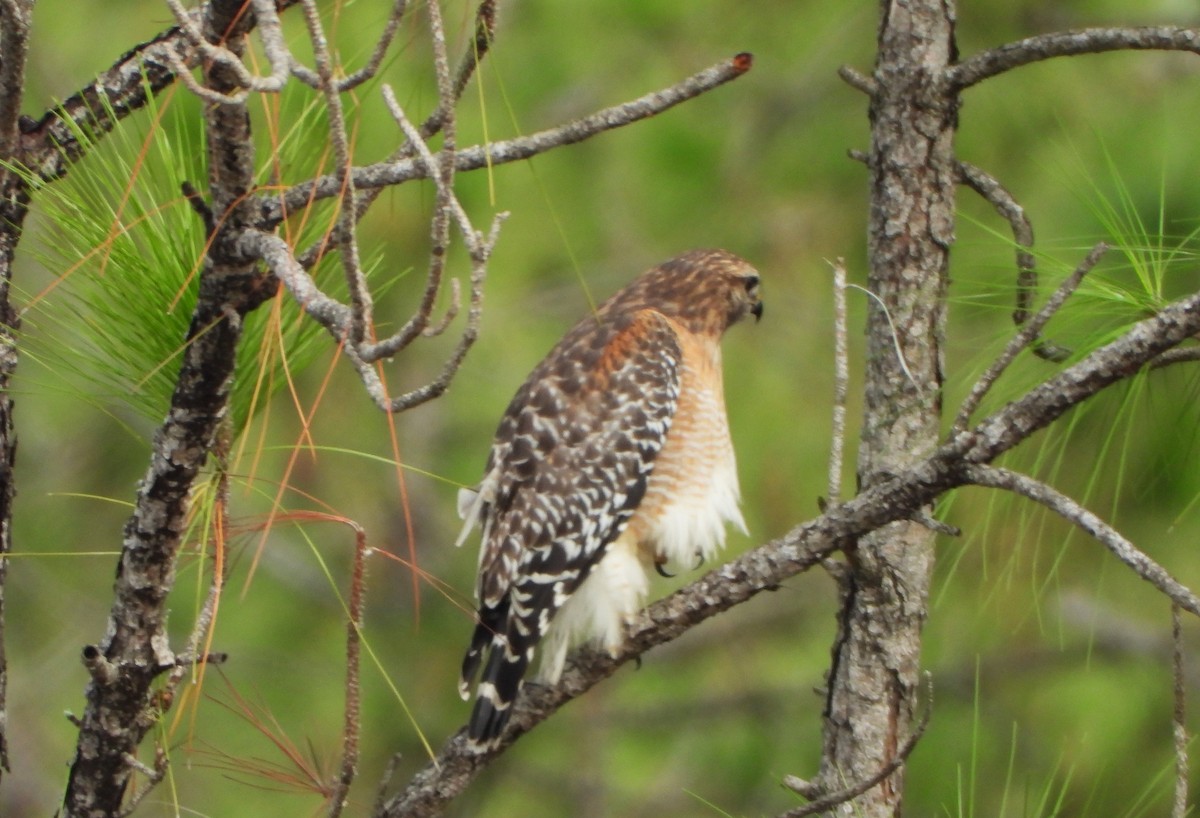 Red-shouldered Hawk - Rob Crawford