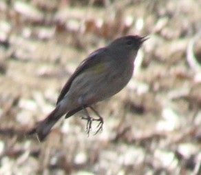 Yellow-rumped Warbler - ML513429681