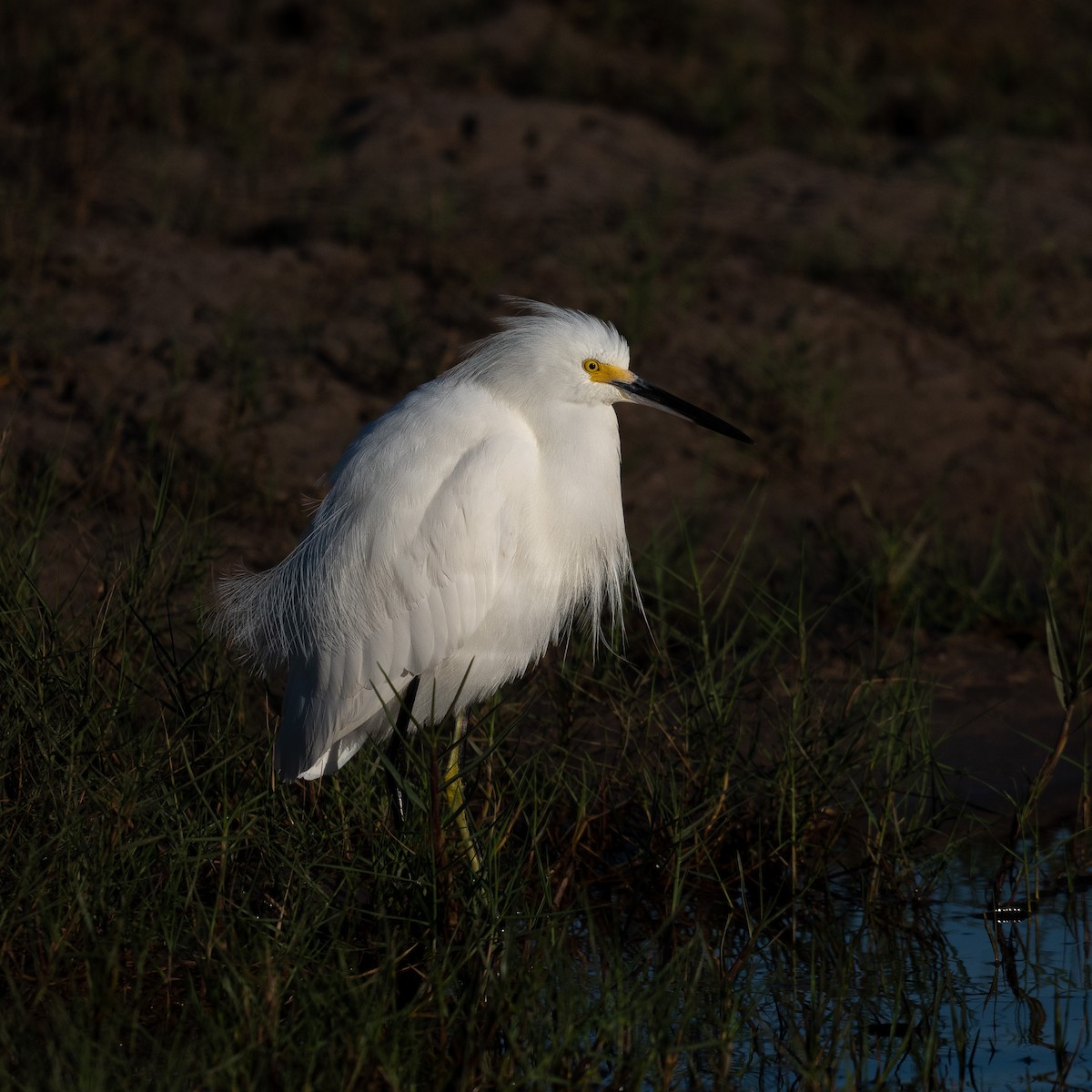 Snowy Egret - ML513429701