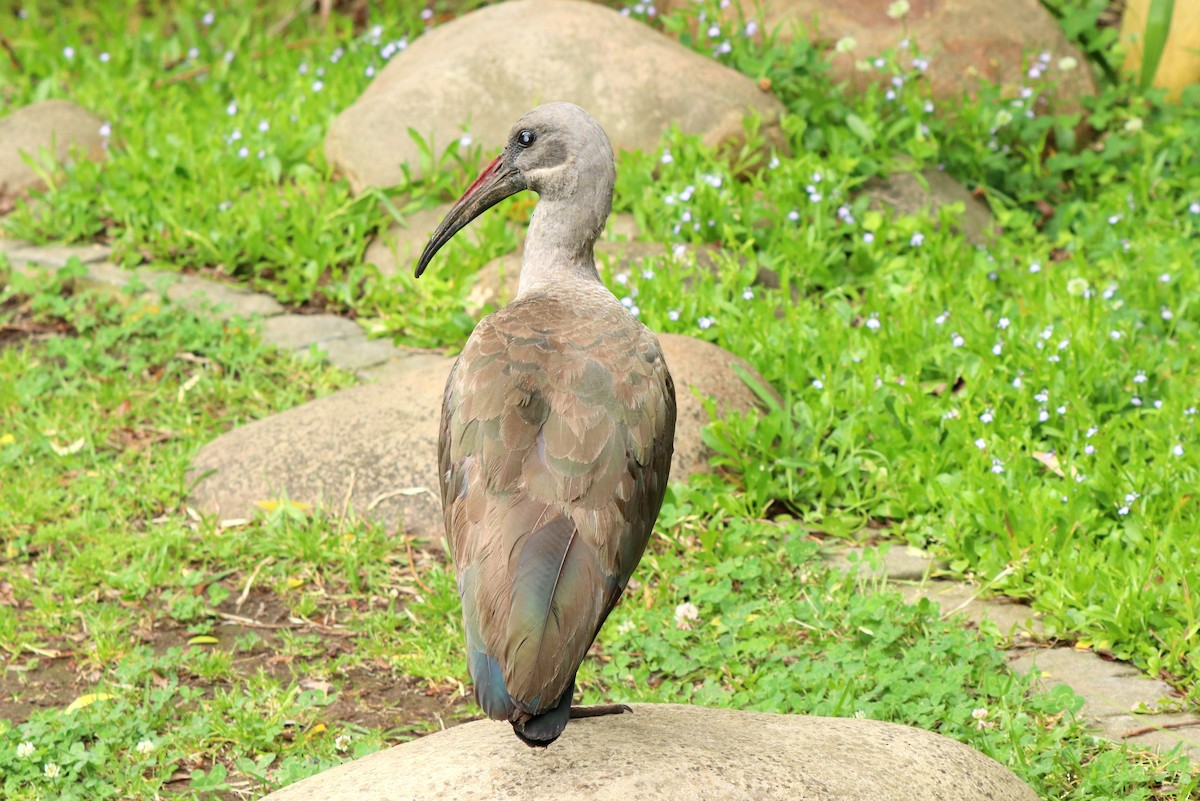 Ibis Hadada - ML513429861