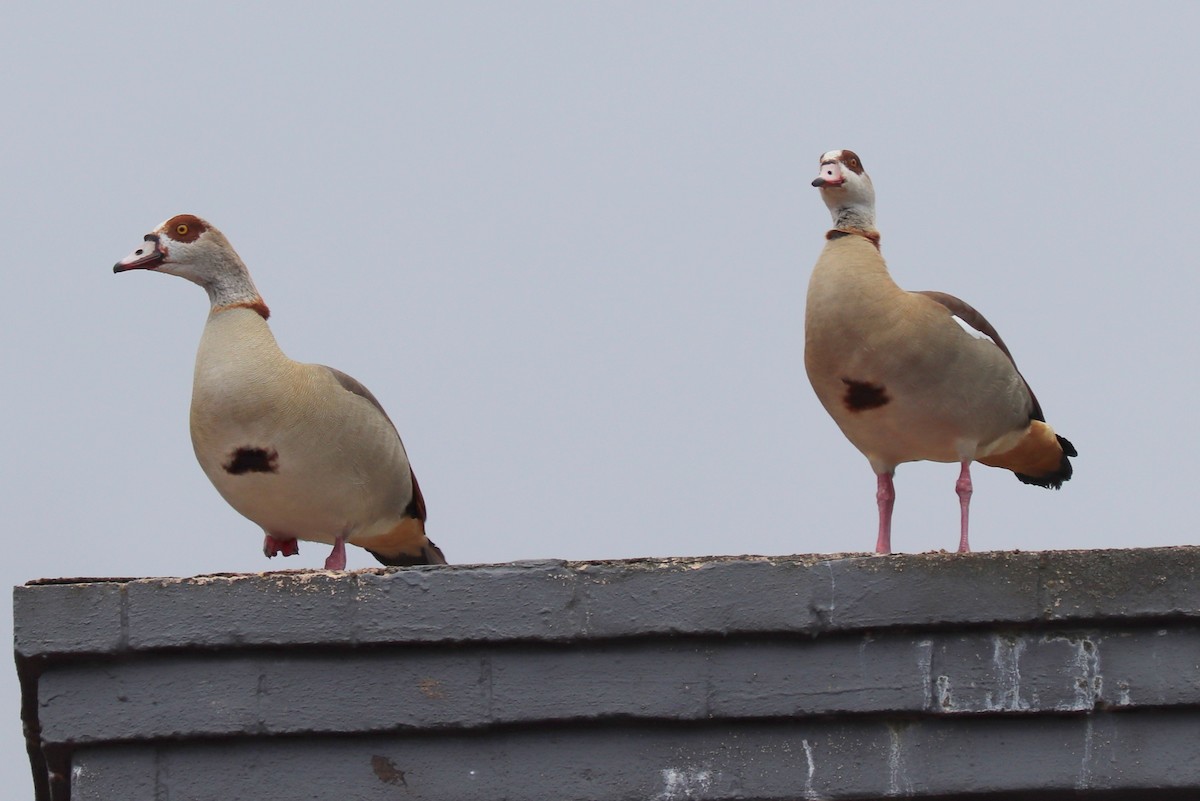 Nilgans - ML513430091