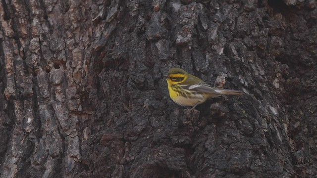 Townsend's Warbler - ML513430221