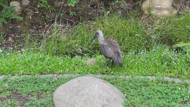 Hadada Ibis - ML513432171