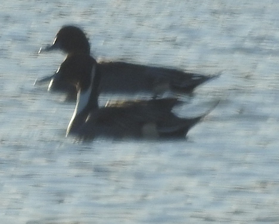 Northern Pintail - ML513432381