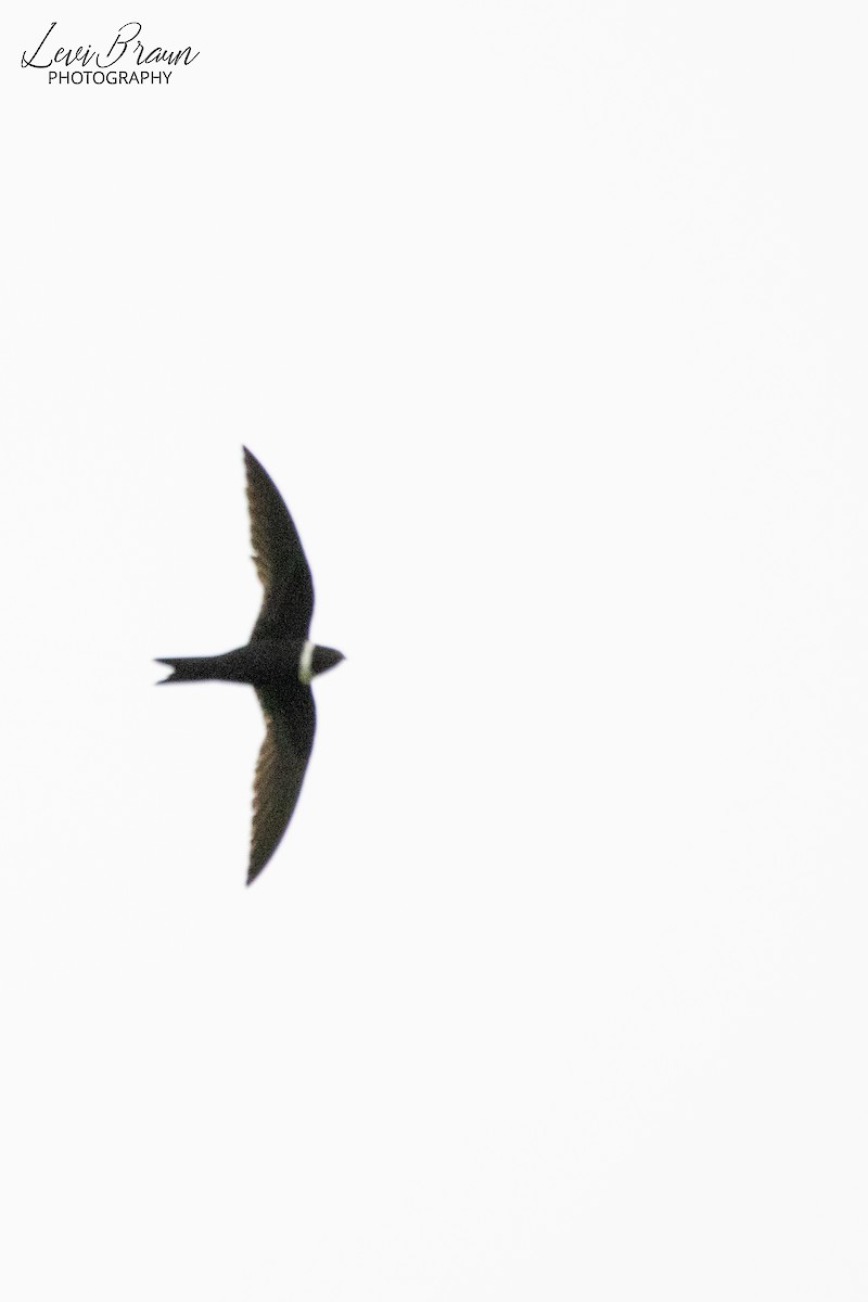 White-collared Swift - ML513432661