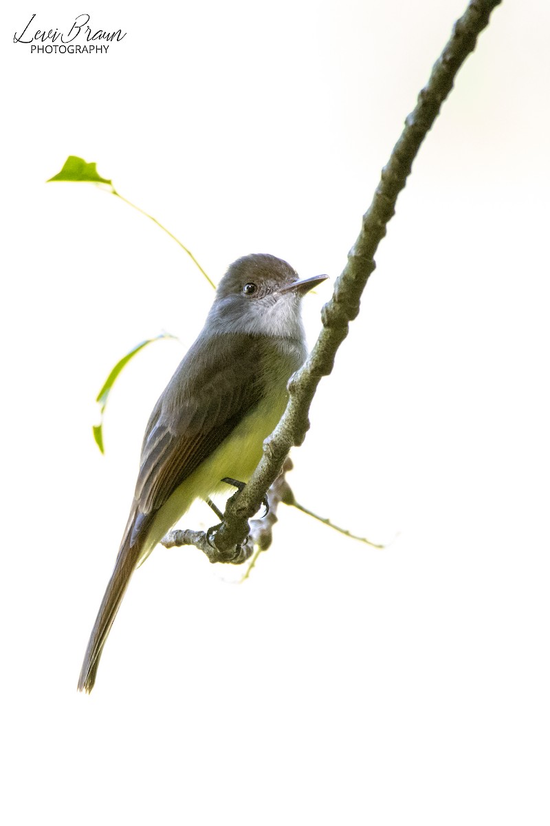 Dusky-capped Flycatcher - ML513433501