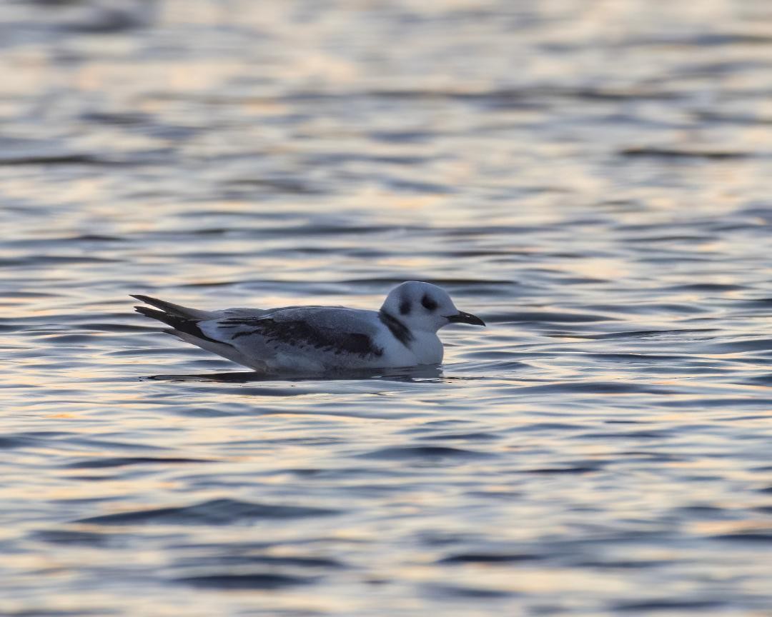 Gaviota Tridáctila - ML513434361