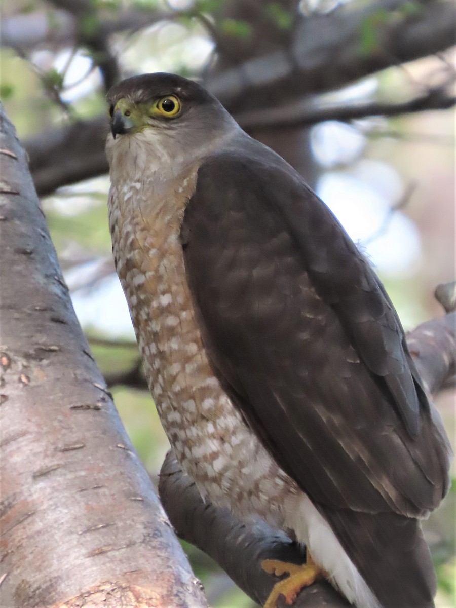 Chilean Hawk - Michael Weaver