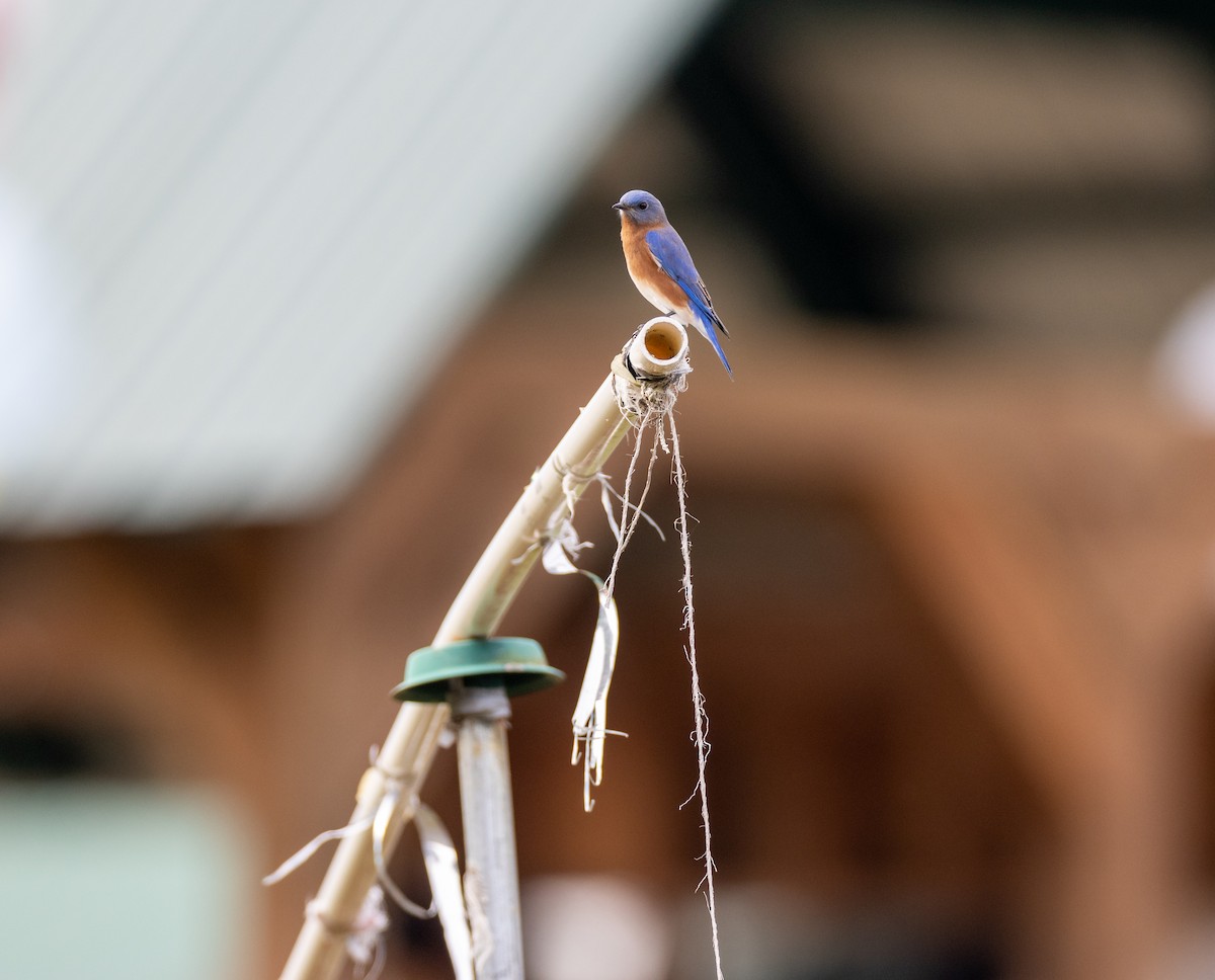 Eastern Bluebird - Matthew Sabourin