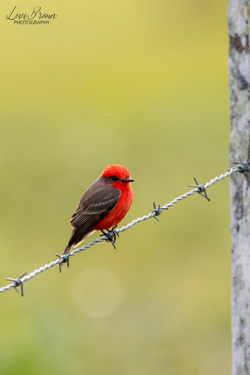 Vermilion Flycatcher - ML513438141