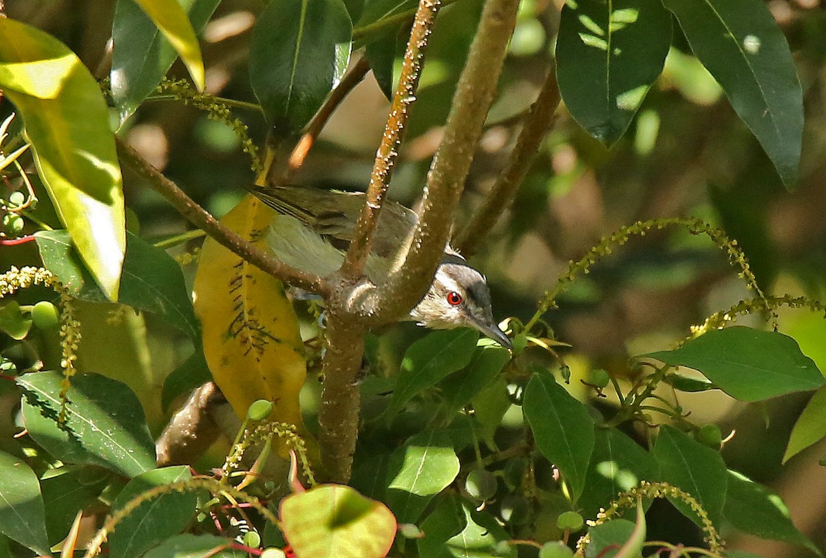 Viréo aux yeux rouges - ML51343851