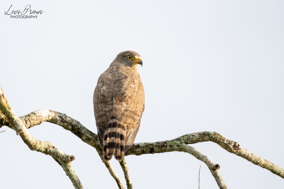 Roadside Hawk - ML513438511