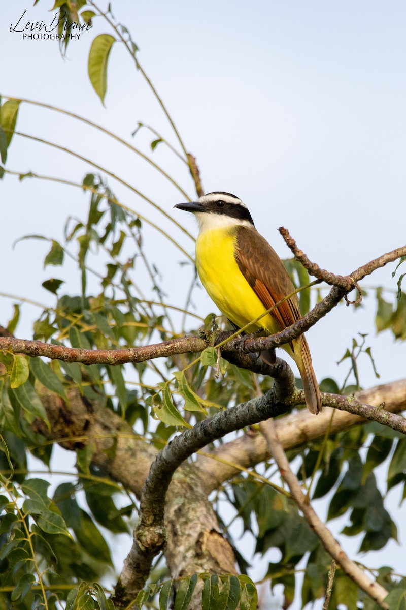 Great Kiskadee - ML513439031