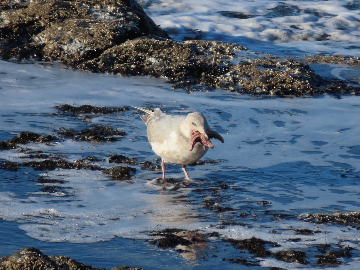 Glaucous-winged Gull - ML513439321