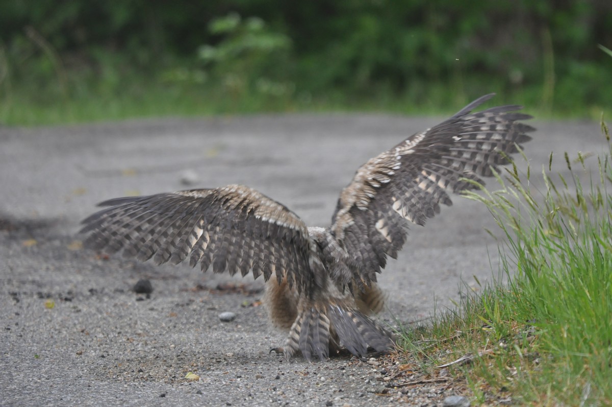 Great Horned Owl - ML513439511