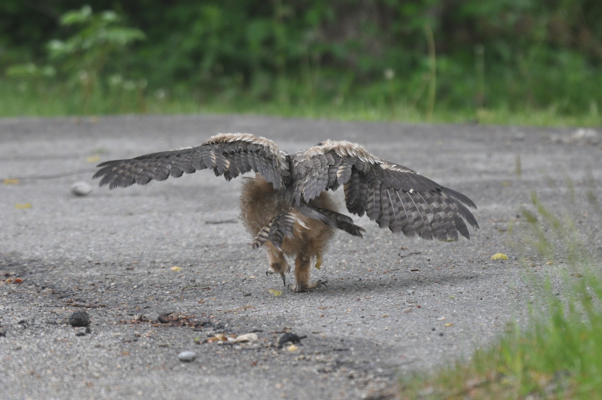 Great Horned Owl - ML513439521