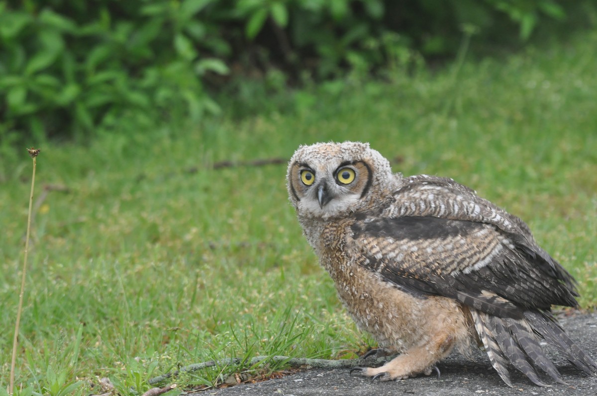 Great Horned Owl - ML513439531