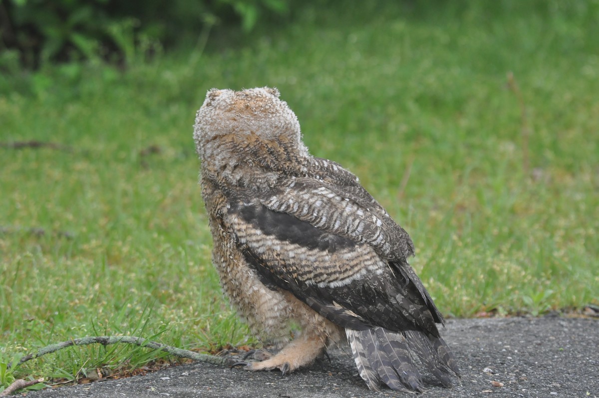 Great Horned Owl - ML513439541
