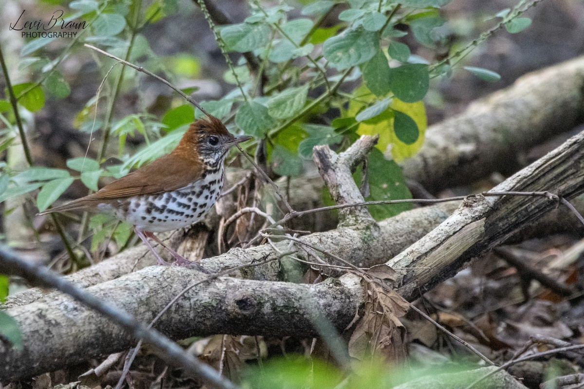 Wood Thrush - ML513439761