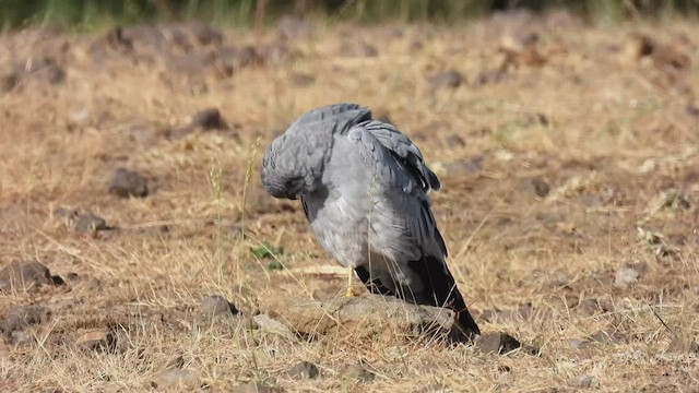 Aguilucho Cenizo - ML513440051