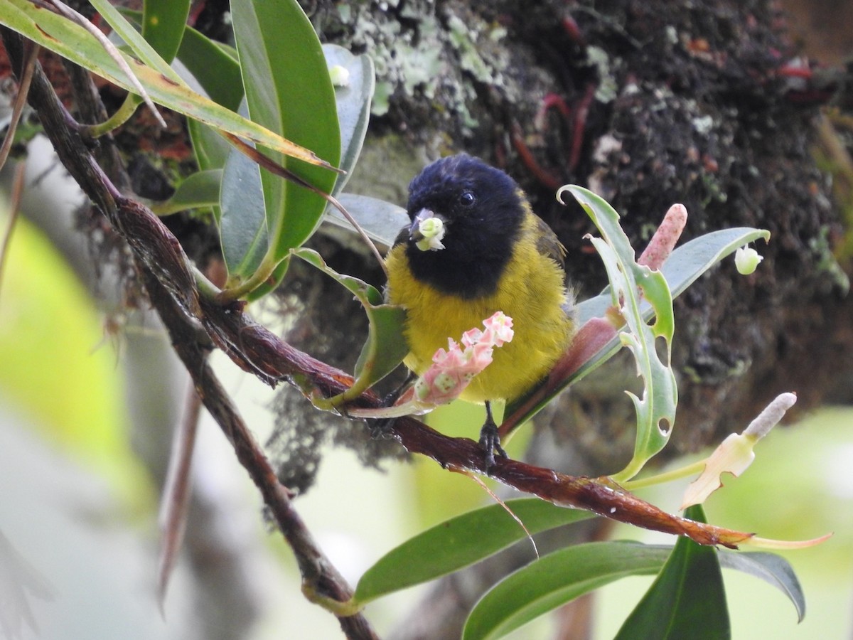 Hooded Siskin - ML513440911