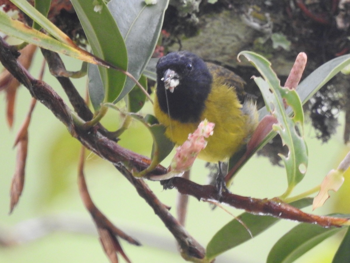 Hooded Siskin - ML513440921