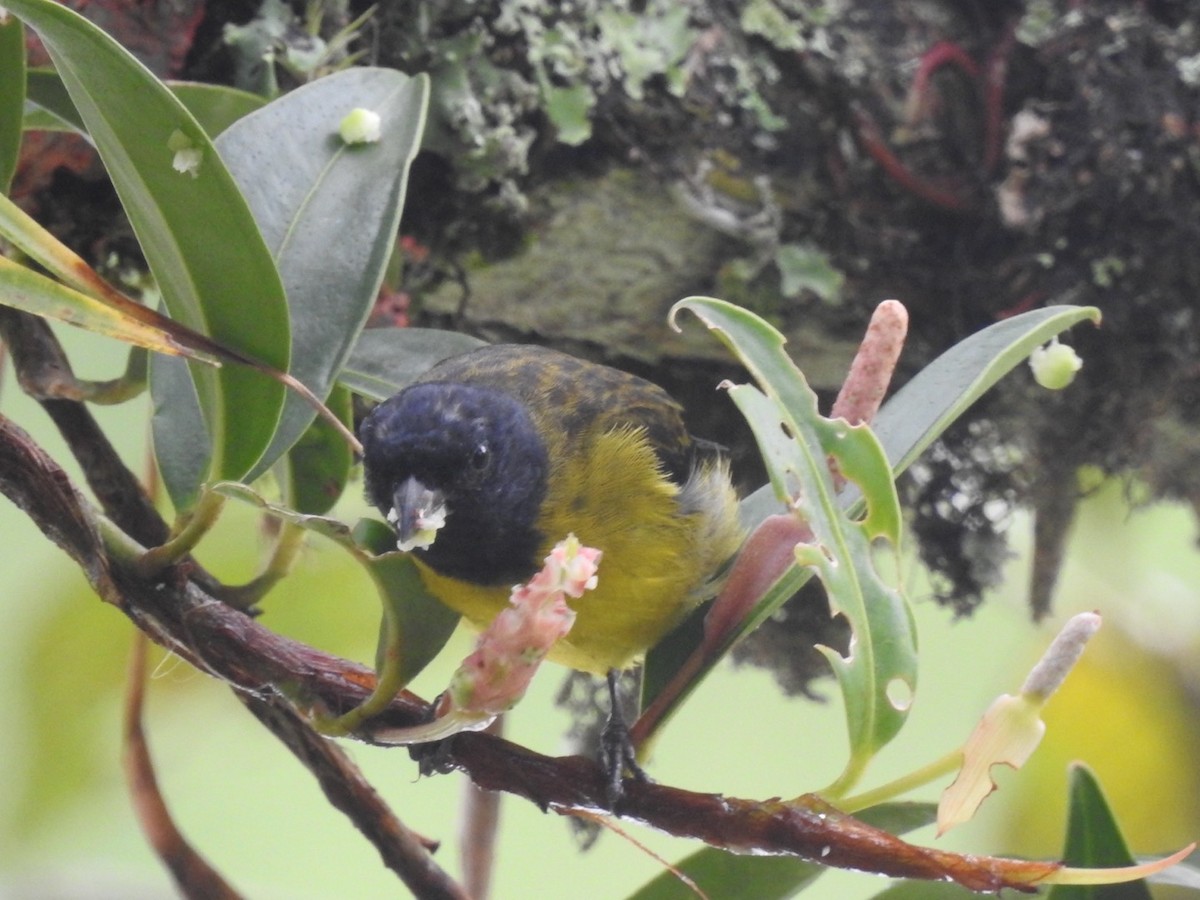 Hooded Siskin - ML513440931