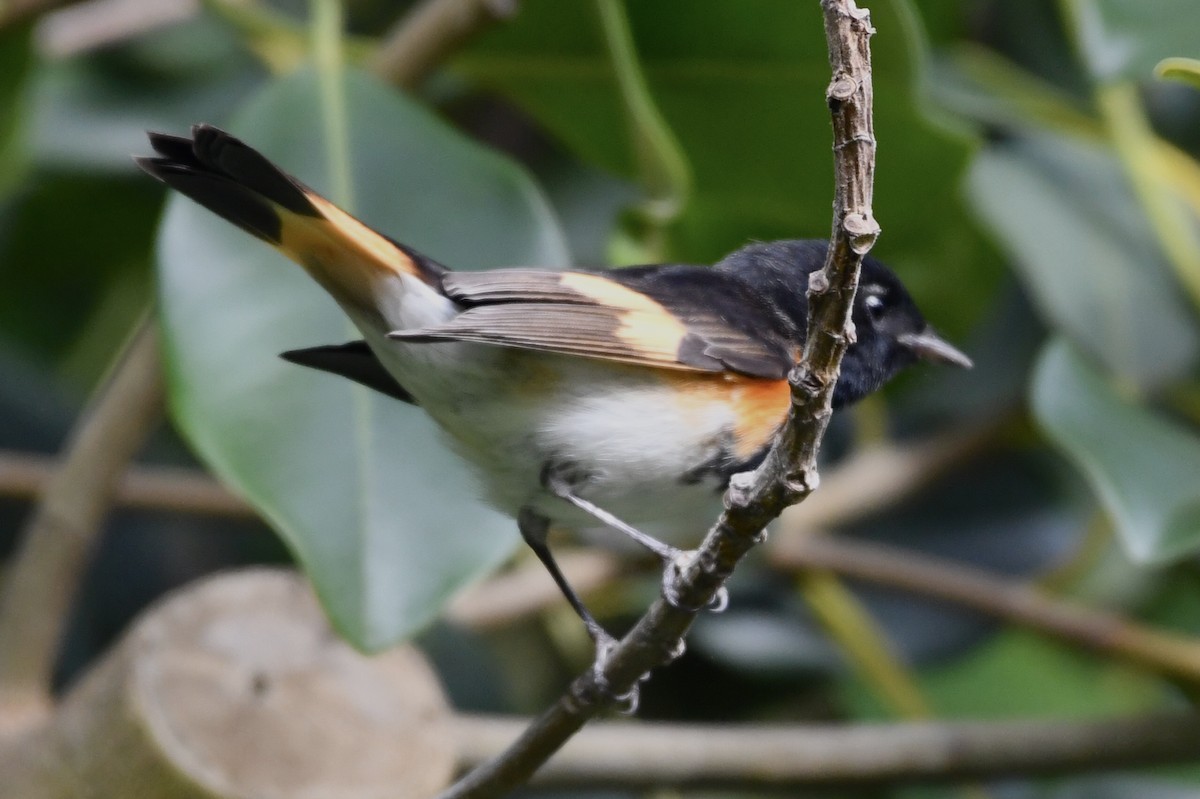 American Redstart - ML513443091