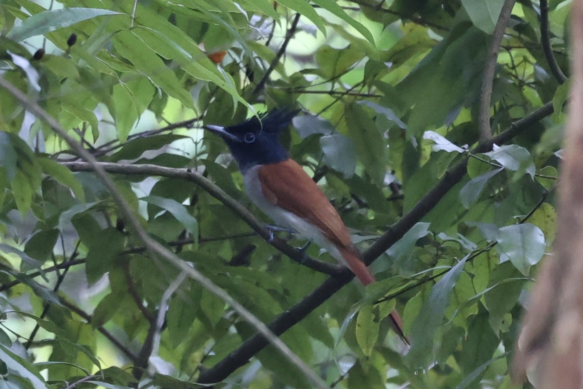 Indian Paradise-Flycatcher - Andrew William