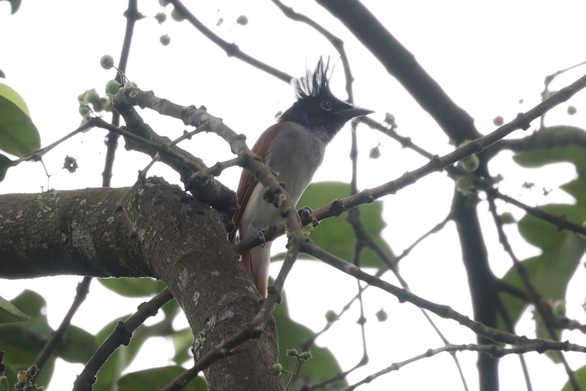 Indian Paradise-Flycatcher - Andrew William