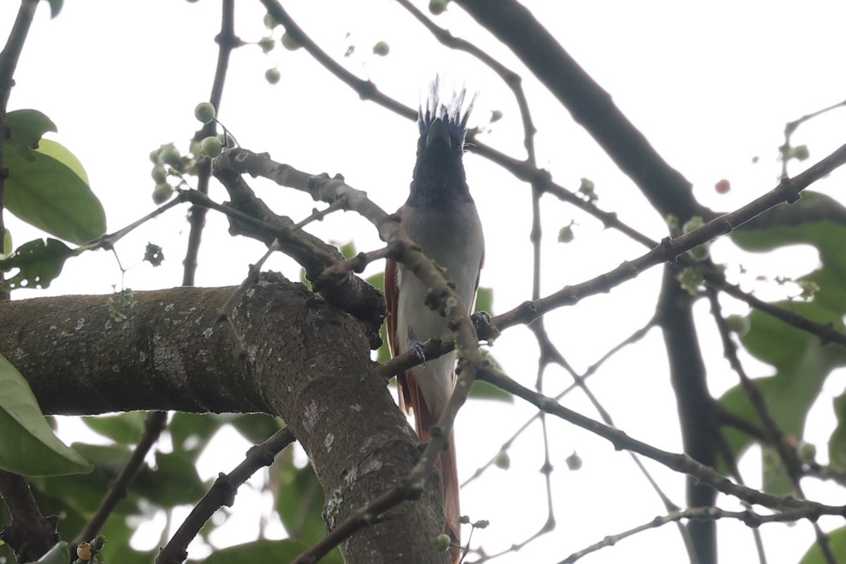 Indian Paradise-Flycatcher - Andrew William