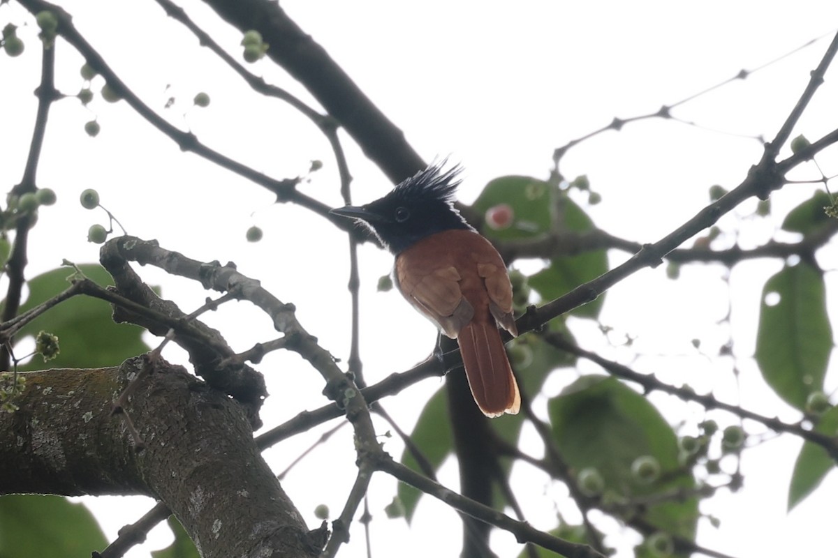 Indian Paradise-Flycatcher - Andrew William