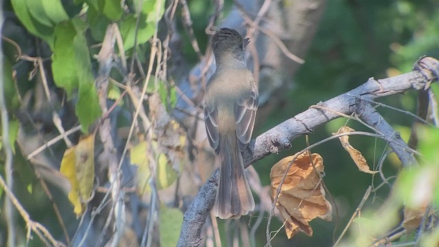 Nutting's Flycatcher - ML513444291